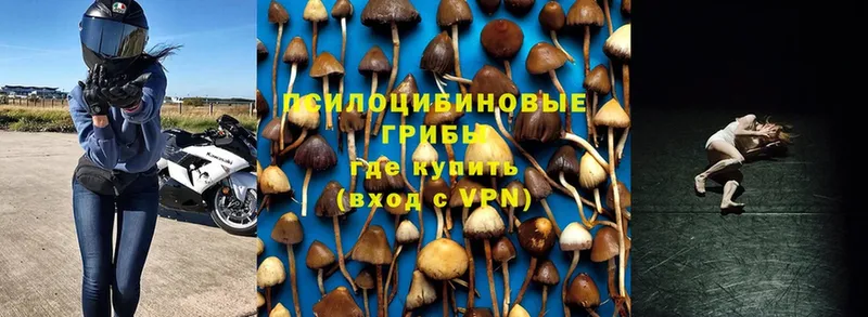 Галлюциногенные грибы Magic Shrooms  где продают наркотики  Лосино-Петровский 